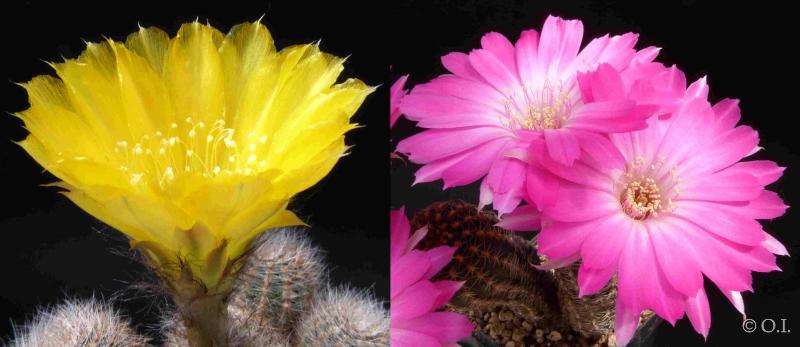 Flowers of mother and father plants