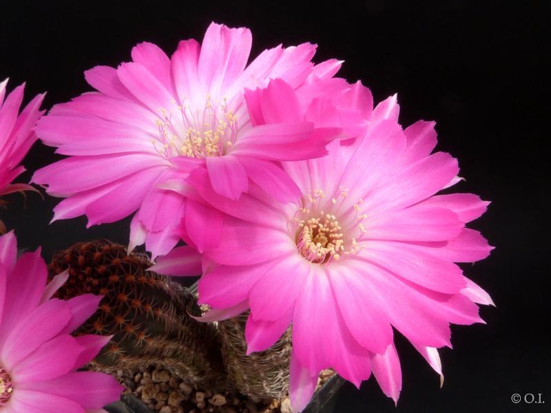 Flowers of mother plant