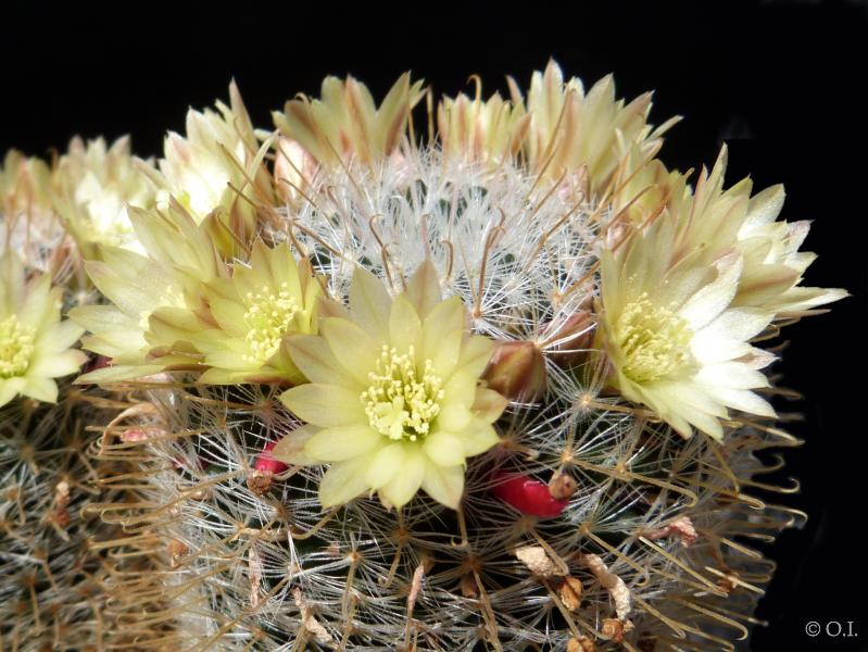 Mutterplanze mit Blüte