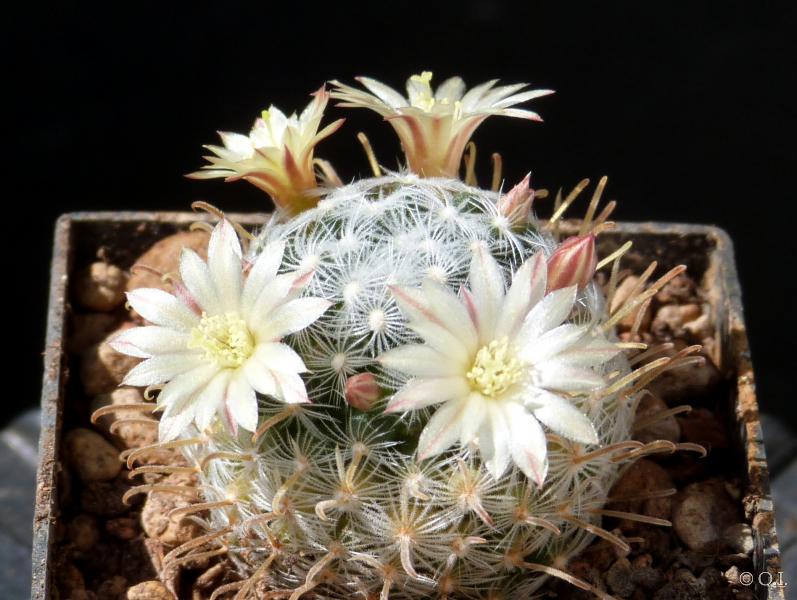 Young plant with flowers