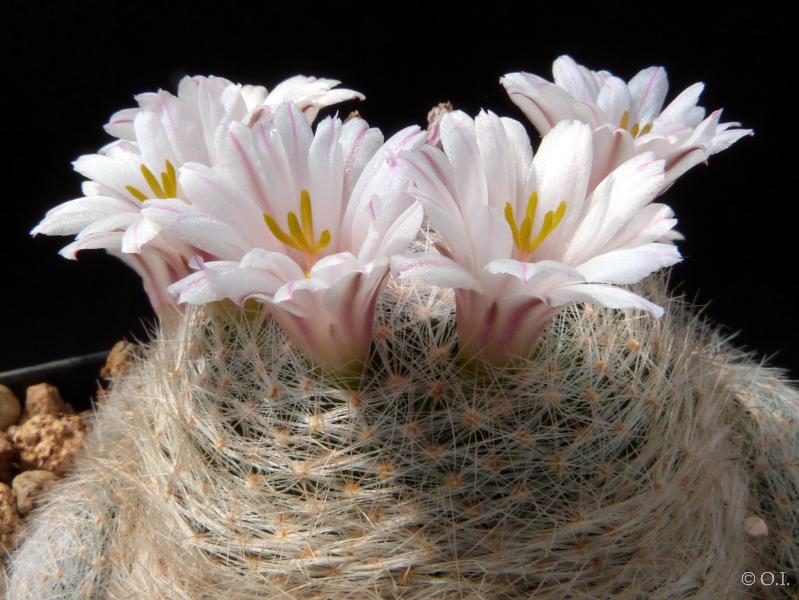 Motherplant with flowers