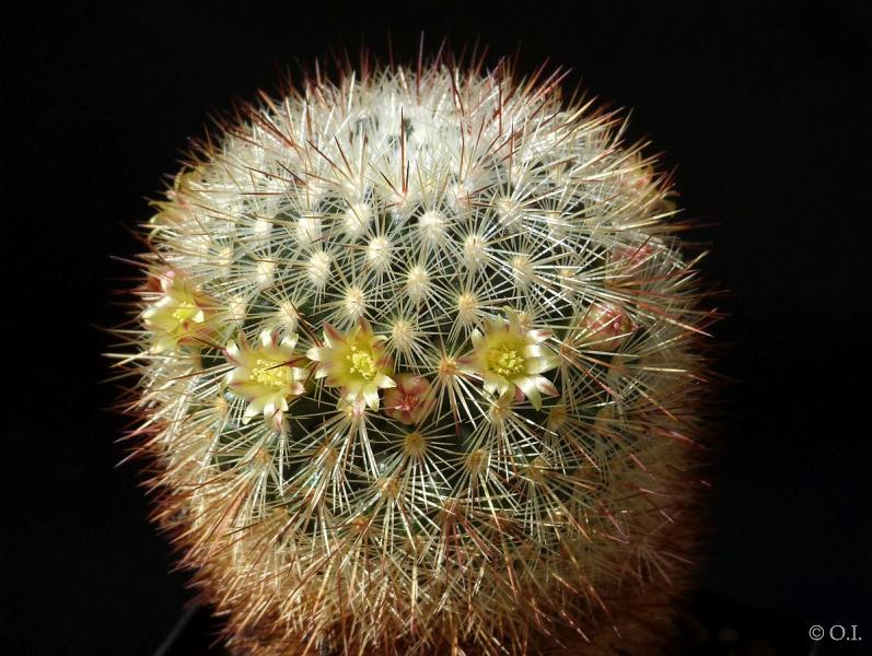 Mother plant with flowers