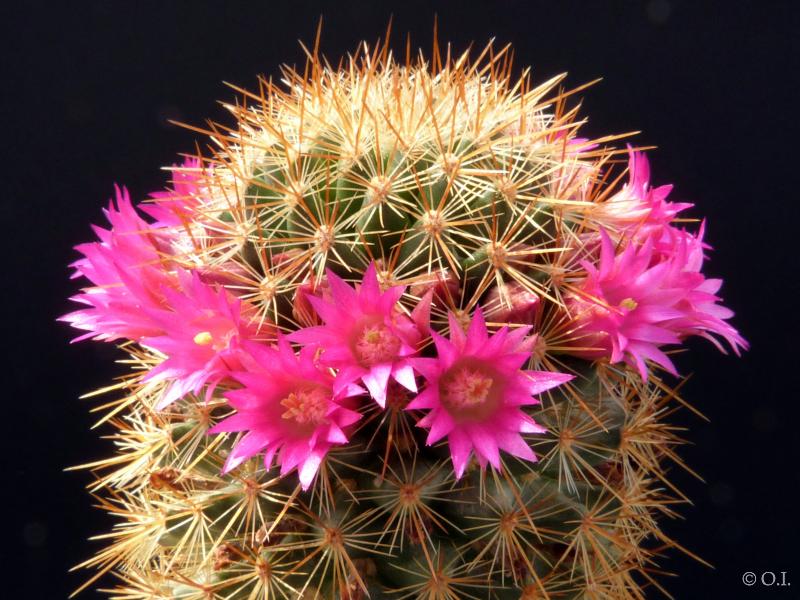 Motherplant with flowers