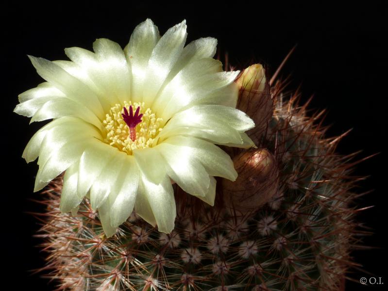 Mother plant with flower