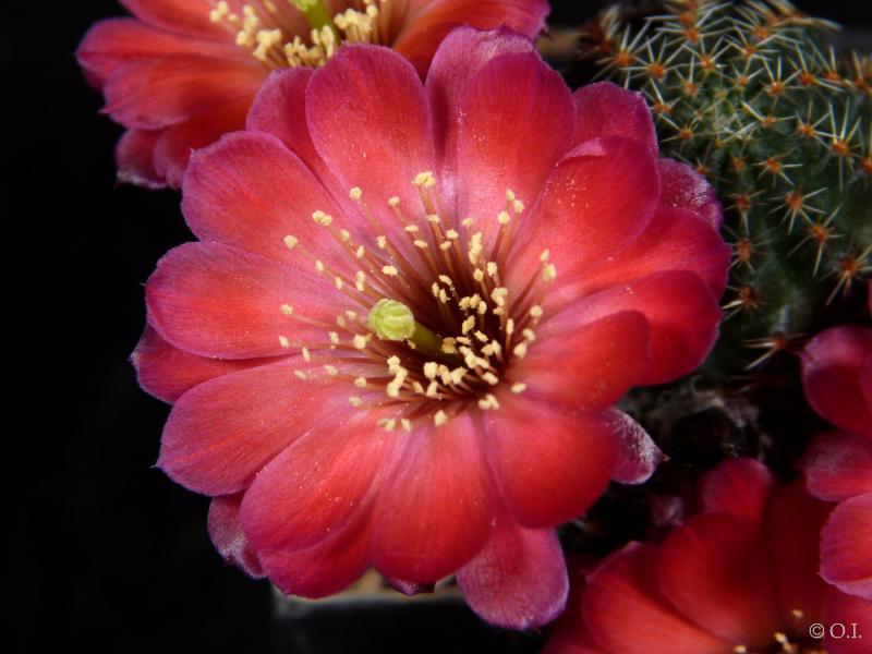 Rebutia gavazzii R493 (Samen)