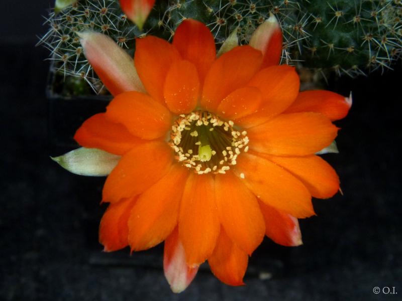 Mother plant with flowers