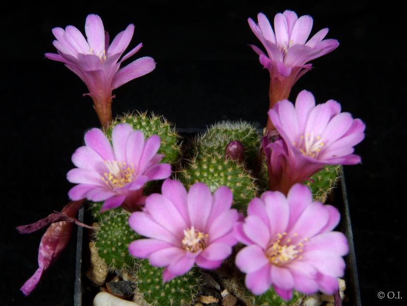 Flowers of mother plant