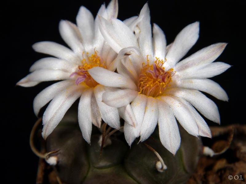 Mother plant with flowers