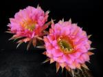 Echinopsis Hybrid "Pink Paramount"