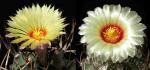 Astrophytum niveum Hybride (Samen)