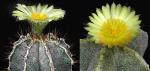 Astrophytum ornatum cv. Fukriyou x myriostigma (Samen)