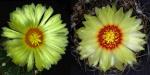 Astrophytum senilis Hybride (Samen)