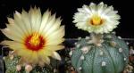 Astrophytum asterias Hybride (Samen)