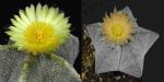 Astrophytum myriostigma Hybrid (seeds)