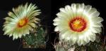 Astrophytum Multihybride (Samen)