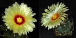 Astrophytum Multihybride (Samen)