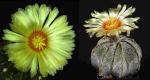 Astrophytum senilis Hybride (Samen)