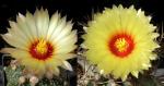 Astrophytum asterias Hybride x niveum (Samen)