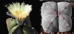 Astrophytum myriostigma (cv. quadrocostatum nudum x cv. Onzuka V-Form) (Samen)