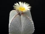 Astrophytum myriostigma cv. quadrocostatum (seeds)