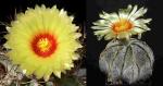 Astrophytum niveum (Samen)