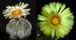 Astrophytum niveum Hybride (Samen)