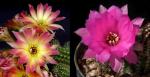 Chamaecereus Hybride "Rügens Flamme" x 'violett' (Samen)