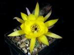 Chamaecereus Hybride 'Vergina Star'