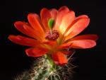 Echinocereus "rosae" (Samen)