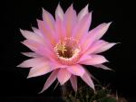 Echinopsis Hybride "rosa" [038.0]