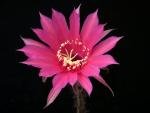 Echinopsis Hybride "rosa" [081.0]