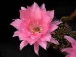 Echinopsis Hybrid "pink" [1450]