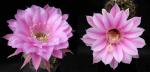 Echinopsis Hybride "Sonata x rosa" (Samen)