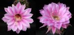 Echinopsis Hybride "rosa x Sonata" (Samen)