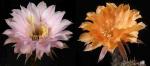 Echinopsis Hybride "rosa x Nibelungenschatz" (Samen)