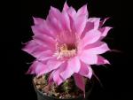 Echinopsis Hybride "Stars and Stripes"