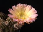 Echinopsis Hybrid "purple-yellow" [1448]