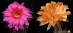Echinopsis Hybride "rosa-rot x Nibelungenschatz" (Samen)