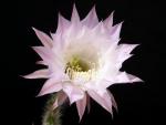 Echinopsis Hybride "rosa" [011.1]