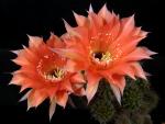 Echinopsis Hybrid "carrot red" [048.0]