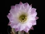 Echinopsis Hybride "weiß-rosa" [077.1]