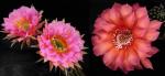 Echinopsis Hybride "Pink Paramount" x "orange-rot" (Samen)