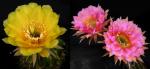 Echinopsis Hybride "gelb x Pink Paramount" (Samen)