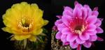 Echinopsis Hybride "gelb x rosa-rot" (Samen)