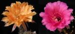 Echinopsis Hybride "Nibelungenschatz x Rosenfee" (Samen)