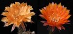 Echinopsis Hybride "Nibelungenschatz x Oriole" (Samen)