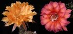 Echinopsis Hybride "Nibelungenschatz" x "orange-rot" (Samen)