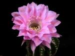 Echinopsis Hybride "Sonata"