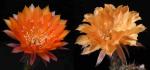 Echinopsis Hybride "Oriole x Nibelungenschatz" (Samen)