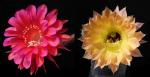 Echinopsis Hybride "Madame Pele x rosa-gelb" (Samen)